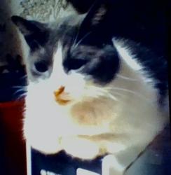 Lost Female Cat last seen Springridge Rd. @ Barron Rd. Keithville LA , Keithville, LA 71047
