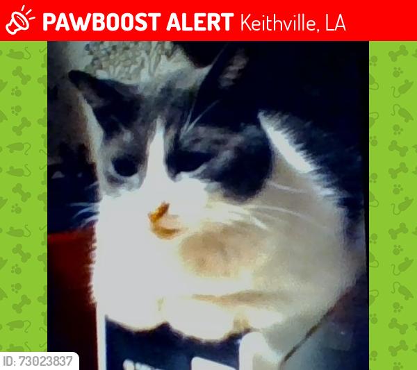 Lost Female Cat last seen Springridge Rd. @ Barron Rd. Keithville LA , Keithville, LA 71047