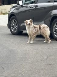 Reunited Female Dog last seen Pine & 13th UPLAND CA, Upland, CA 91786