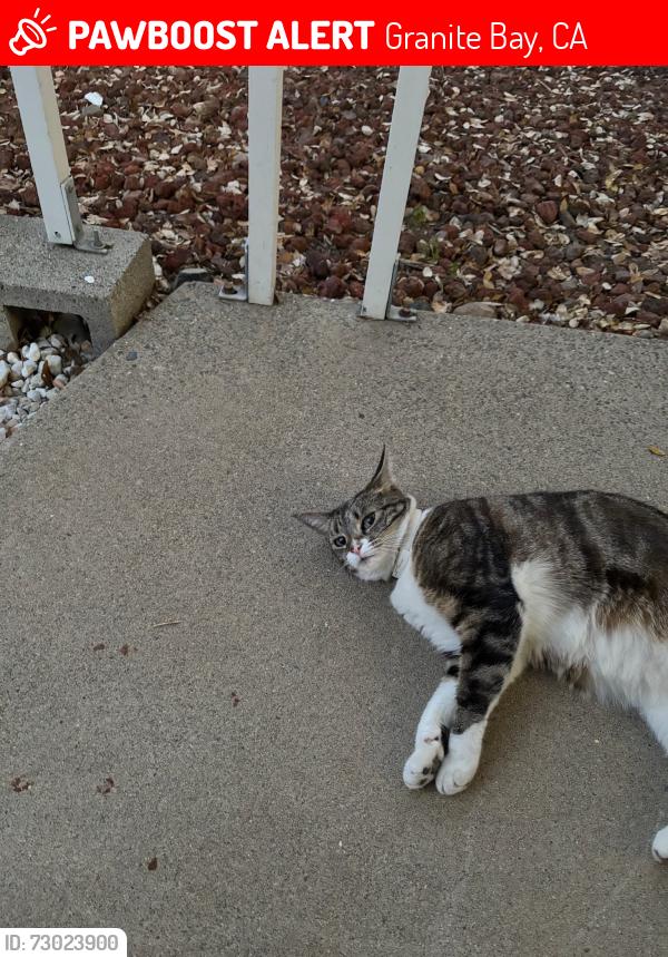 Lost Female Cat last seen Near mobile park on west side of 8880 Auburn-Folsom Rd, Granite Bay, CA 95746
