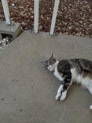 Lost Female Cat last seen Near mobile park on west side of 8880 Auburn-Folsom Rd, Granite Bay, CA 95746