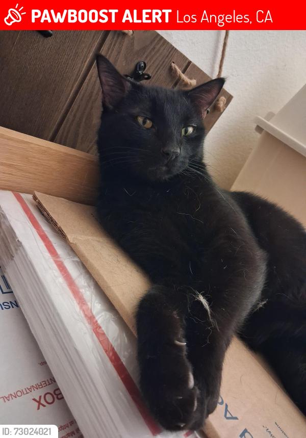 Lost Male Cat last seen Near Lassen Street, Los Angeles, CA 91325
