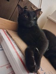 Lost Male Cat last seen Near Lassen Street, Los Angeles, CA 91325