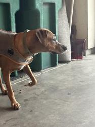 Found/Stray Unknown Dog last seen 21st/127th, Wichita, KS 67228
