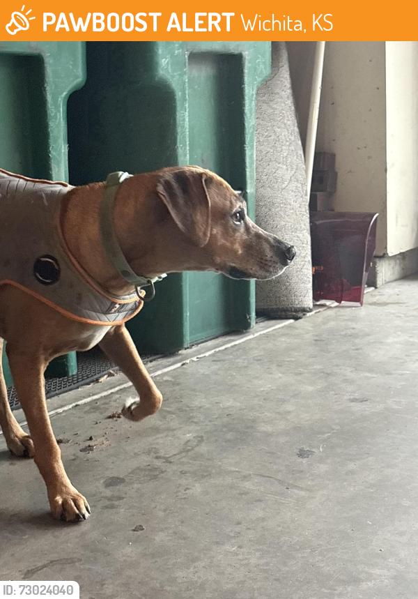 Found/Stray Unknown Dog last seen 21st/127th, Wichita, KS 67228