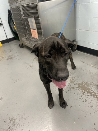 Shelter Stray Male Dog last seen LA GRAMA DR at W LA LOMA DR, Rancho Cordova, CA, 6201 Florin Perkins Rd, Sacramento, CA 95828, USA