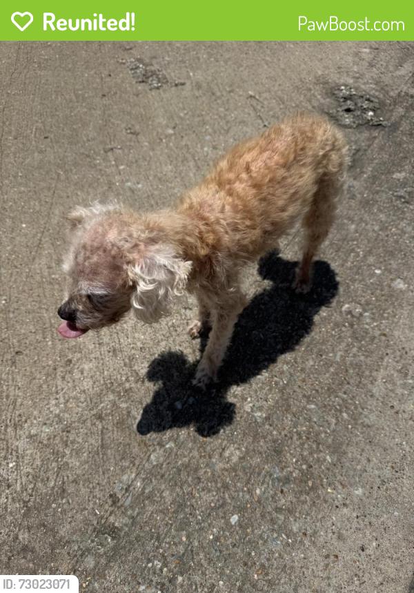 Reunited Male Dog last seen Black gold dr and tap rock dr McKinney 75070, McKinney, TX 75070