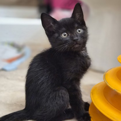 Shelter Stray Unknown Cat last seen Near Snowy Birch Way, Sacramento, City of Sacramento, CA, 6201 Florin Perkins Rd, Sacramento, CA 95828, USA