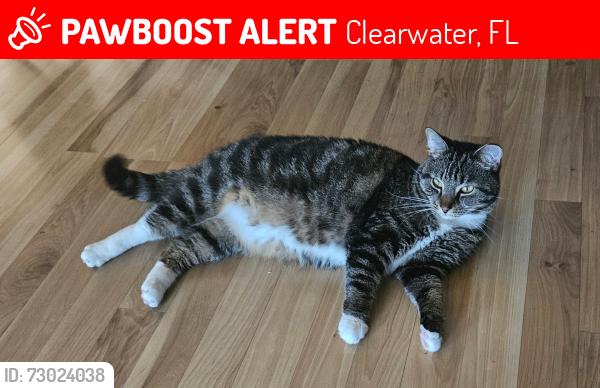 Lost Female Cat last seen Druid and Belcher Clearwater, Clearwater, FL 33765