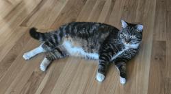Lost Female Cat last seen Druid and Belcher Clearwater, Clearwater, FL 33765