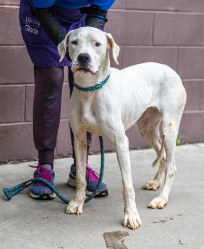 Shelter Stray Female Dog last seen Near HOUSWORTH DRIVE, 30038, GA, 3280 Chamblee Dunwoody Rd, Chamblee, GA 30341, USA