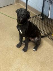 Shelter Stray Female Dog last seen Near Jack DrDecatur, GA 30035, 30035, GA, 3280 Chamblee Dunwoody Rd, Chamblee, GA 30341, USA