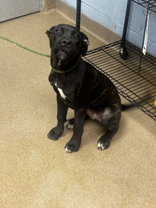 Shelter Stray Female Dog last seen Near Jack DrDecatur, GA 30035, 30035, GA, 3280 Chamblee Dunwoody Rd, Chamblee, GA 30341, USA