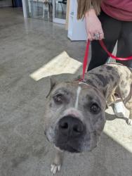 Shelter Stray Male Dog last seen willow Springs rd, North District, TX, 355 Hillshire Dr, Haslet, TX 76052, USA