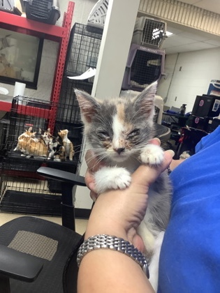 Shelter Stray Female Cat last seen Near Vogt St, East District, TX, 355 Hillshire Dr, Haslet, TX 76052, USA