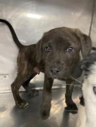 Shelter Stray Male Dog last seen Near NC 55 W, Dover, NC, 1639 Old Airport Rd, New Bern, NC 28562, USA