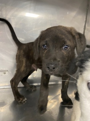 Shelter Stray Male Dog last seen Near NC 55 W, Dover, NC, 1639 Old Airport Rd, New Bern, NC 28562, USA