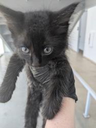 Shelter Stray Male Cat last seen Topsail DR, North District, TX, 355 Hillshire Dr, Haslet, TX 76052, USA