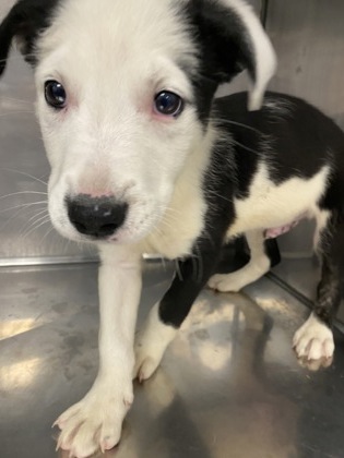 Shelter Stray Male Dog last seen Near NC 55 W, Dover, NC, 1639 Old Airport Rd, New Bern, NC 28562, USA