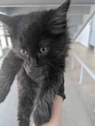 Shelter Stray Male Cat last seen Topsail DR, North District, TX, 355 Hillshire Dr, Haslet, TX 76052, USA