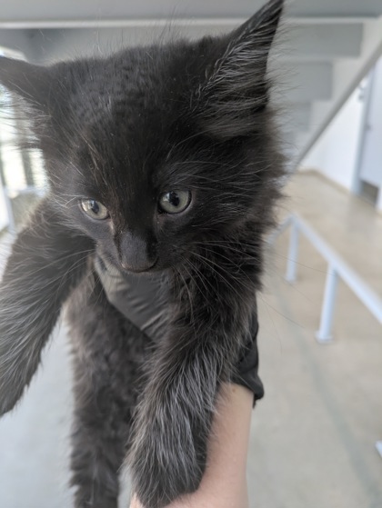 Shelter Stray Male Cat last seen Topsail DR, North District, TX, 355 Hillshire Dr, Haslet, TX 76052, USA