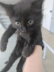 Shelter Stray Male Cat last seen Topsail DR, North District, TX, 355 Hillshire Dr, Haslet, TX 76052, USA