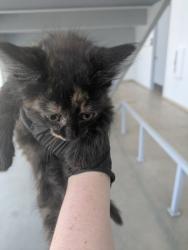 Shelter Stray Female Cat last seen Topsail DR, North District, TX, 355 Hillshire Dr, Haslet, TX 76052, USA