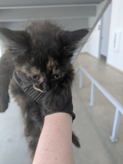 Shelter Stray Female Cat last seen Topsail DR, North District, TX, 355 Hillshire Dr, Haslet, TX 76052, USA