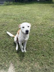 Lost Male Dog last seen Wyatt street Waxahachie tx, Waxahachie, TX 75165
