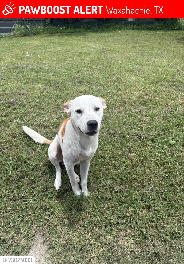 Lost Male Dog last seen Wyatt street Waxahachie tx, Waxahachie, TX 75165