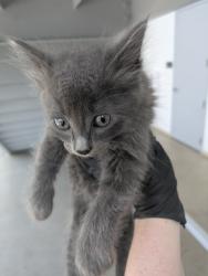 Shelter Stray Male Cat last seen Topsail DR, North District, TX, 355 Hillshire Dr, Haslet, TX 76052, USA