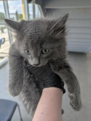 Shelter Stray Male Cat last seen Topsail DR, North District, TX, 355 Hillshire Dr, Haslet, TX 76052, USA