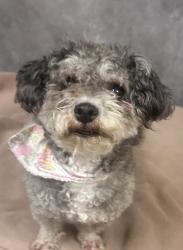 Shelter Stray Female Dog last seen Faye St + S Young Blvd, Desoto, TX, 1150 E Pleasant Run Rd, Cedar Hill, TX 75104, USA