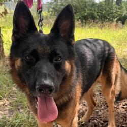 Shelter Stray Male Dog last seen Tonkaway Lake Rd & Willian D Fitch PWY, Brazos County, TX, 5359 Leonard Rd, Bryan, TX 77807, USA