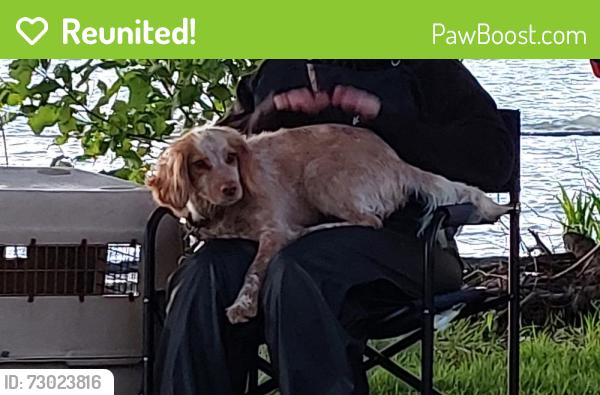 Reunited Female Dog last seen S Henrici Td, Beavercreek, OR 97045