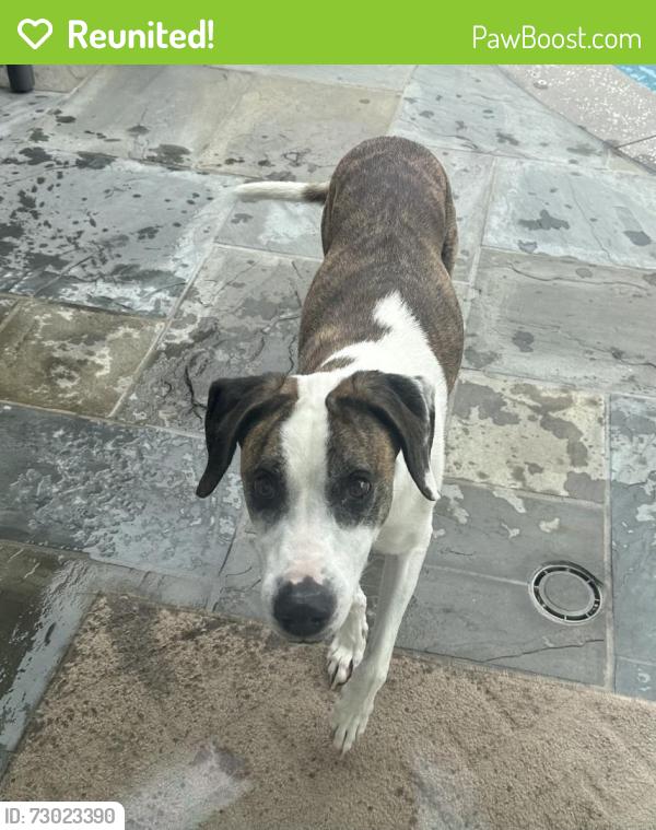Reunited Male Dog last seen Warner Ave. and Lynn Street, Huntington Beach, CA 92647