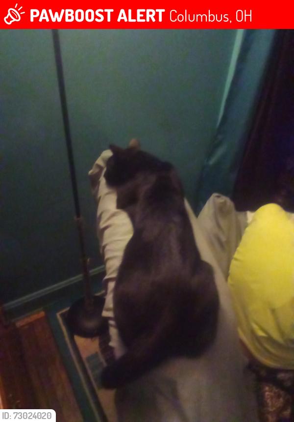 Lost Male Cat last seen Palmetto and Wheatland Ave , Columbus, OH 43204