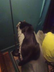 Lost Male Cat last seen Palmetto and Wheatland Ave , Columbus, OH 43204