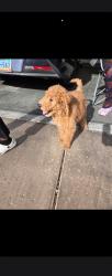 Lost Male Dog last seen Deer Springs, Las Vegas, NV 89149