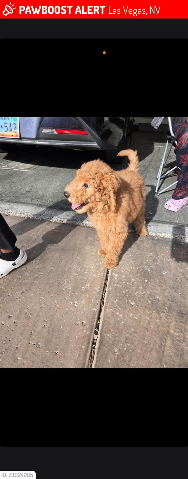 Lost Male Dog last seen Deer Springs, Las Vegas, NV 89149