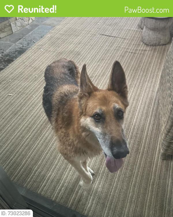 Reunited Male Dog last seen Lynn and Warner Ave, Huntington Beach, CA 92647