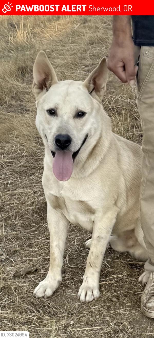 Lost Male Dog last seen Elwert and Aebischer. , Sherwood, OR 97140