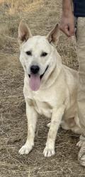 Lost Male Dog last seen Elwert and Aebischer. , Sherwood, OR 97140