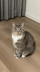 Reunited Male Cat last seen Near 165 street, Surrey, BC V3Z 1J9