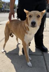 Found/Stray Female Dog last seen Near Tarron Ave, Hawthorne, CA 90250