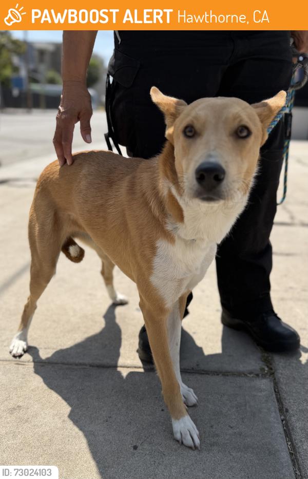 Found/Stray Female Dog last seen Near Tarron Ave, Hawthorne, CA 90250