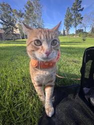 Lost Male Cat last seen Mcdonald & D St., Los Angeles, CA 90744