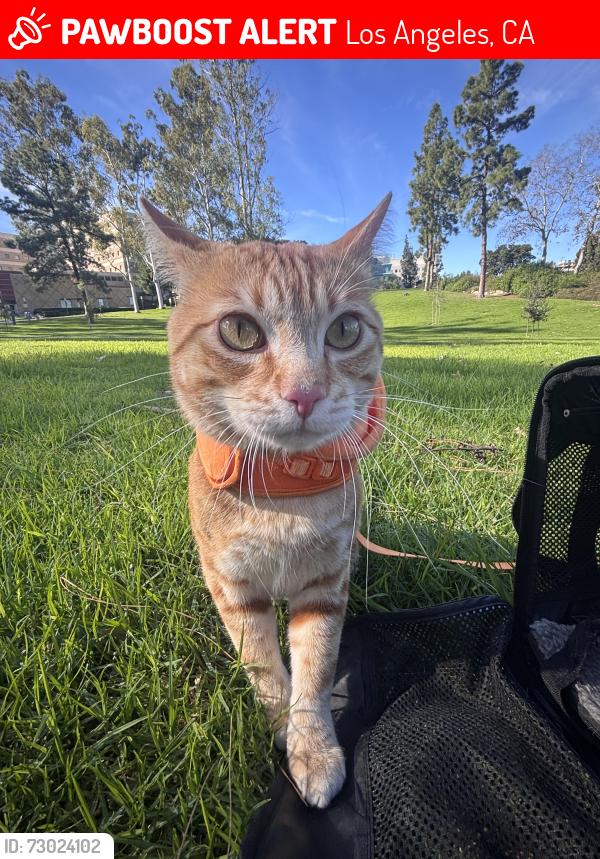 Lost Male Cat last seen Mcdonald & D St., Los Angeles, CA 90744