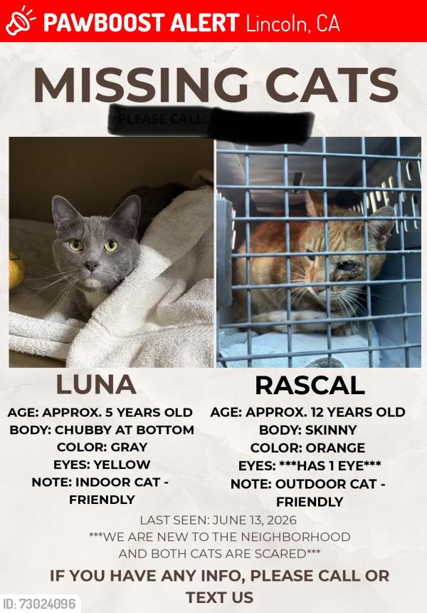 Lost Female Cat last seen First Street , Lincoln, CA 95648
