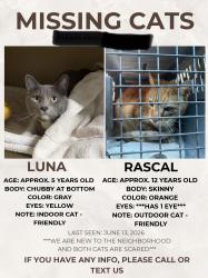 Lost Female Cat last seen First Street , Lincoln, CA 95648
